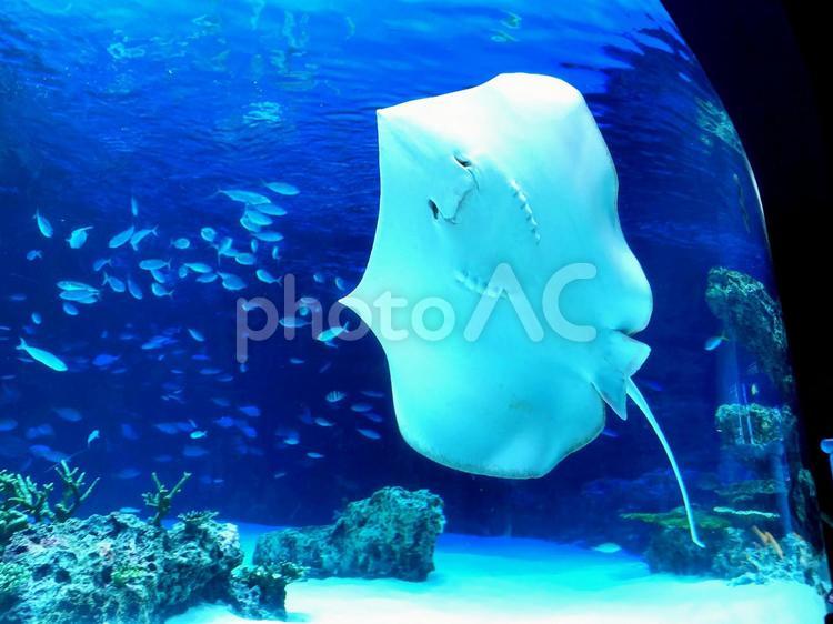 エイの顔 エイ,顔,水族館の写真素材
