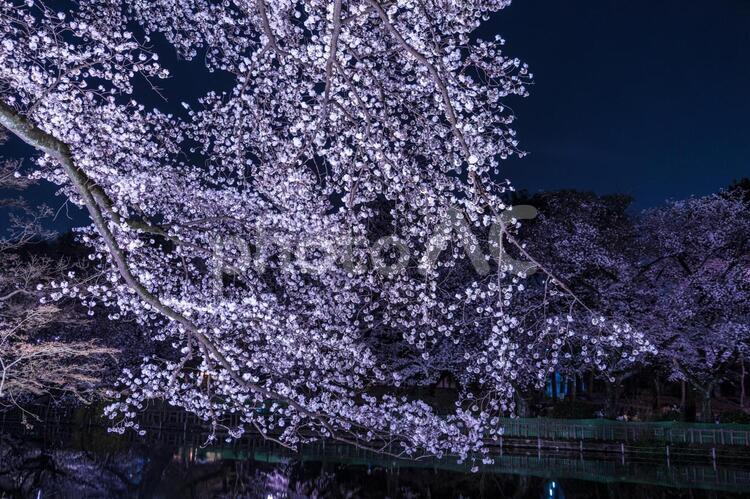 井の頭恩賜公園（井の頭公園）の夜桜 夜桜,井の頭公園,井の頭恩賜公園の写真素材