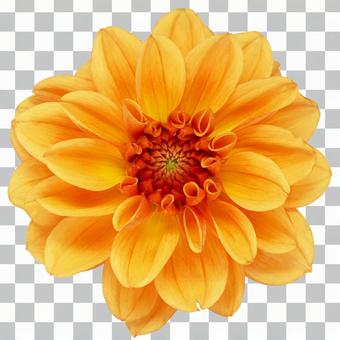 【切り抜きPSD】ダリア 【切り抜きPSD】ダリア ダリア,植物,花の写真素材