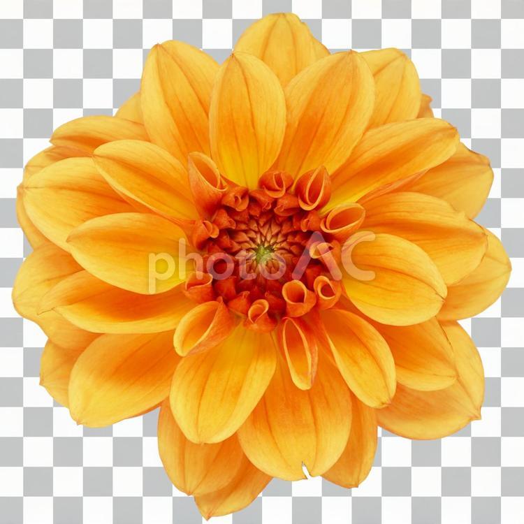 【切り抜きPSD】ダリア ダリア,植物,花の写真素材