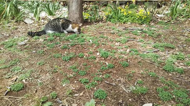 春の大地 春の大地 猫,ねこ,春の写真素材