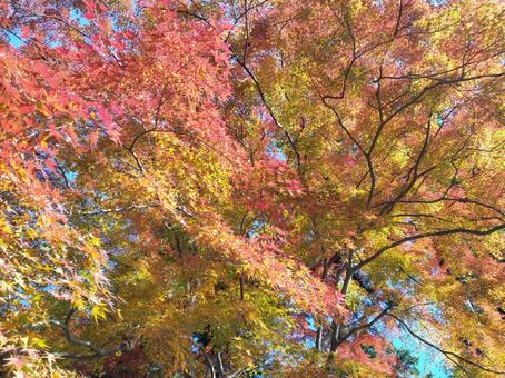 紅葉風景 紅葉,モミジ,秋の写真素材