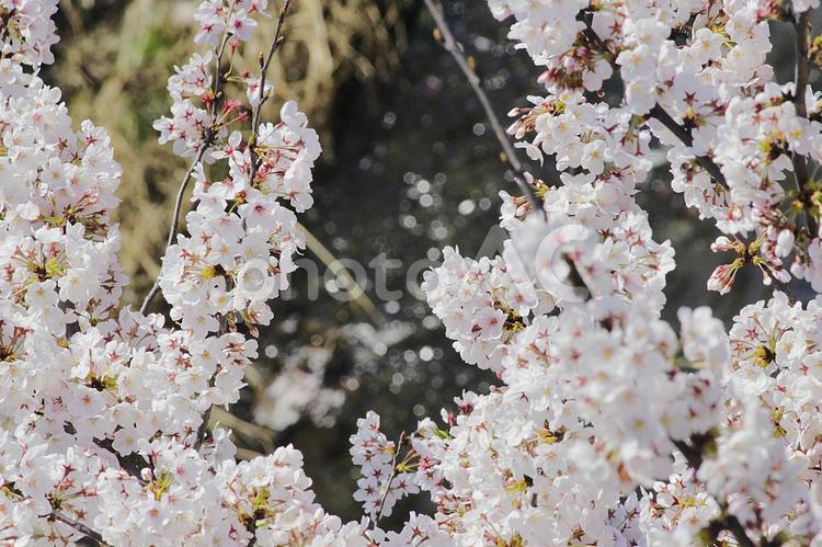 上から見る桜 桜,春,バックグラウンドの写真素材