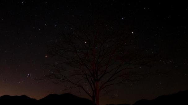 星咲く街並みと木 星咲く街並みと木 木,花,星の写真素材