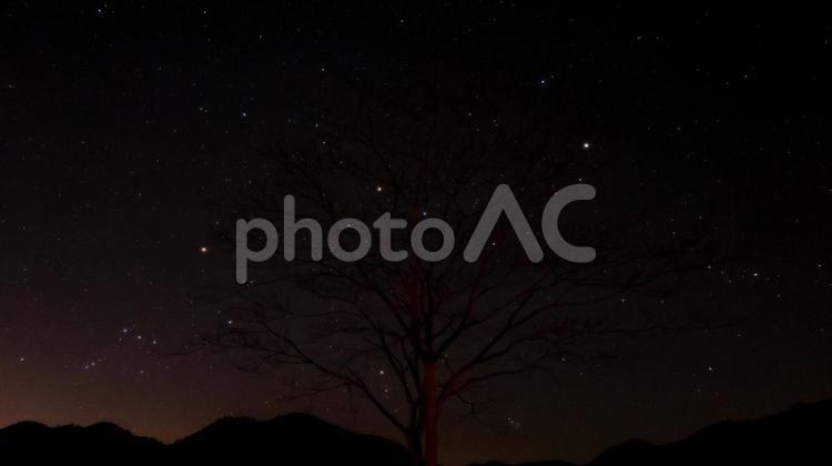 星咲く街並みと木 木,花,星の写真素材