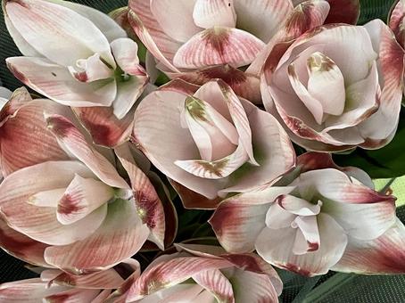 花（クルクマ）の写真