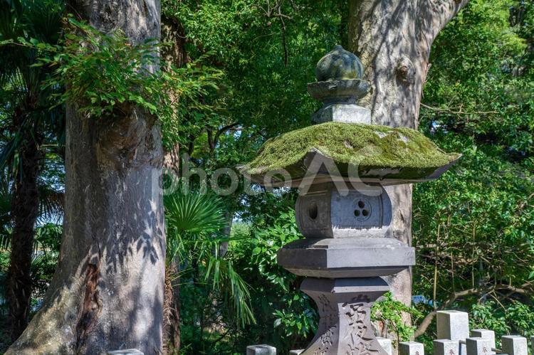 柏市布施弁天 東海寺境内の苔の生えた灯籠 苔,灯籠,自然の写真素材