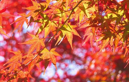 鮮やかなもみじの紅葉 紅葉,もみじ,赤色の写真素材