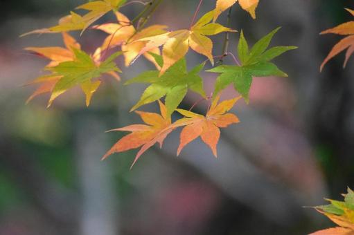 Maple Transition, JPG Maple Transition, JPG