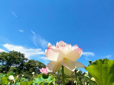蓮のいろ 蓮のいろ ハス,夏の花,神秘的の写真素材