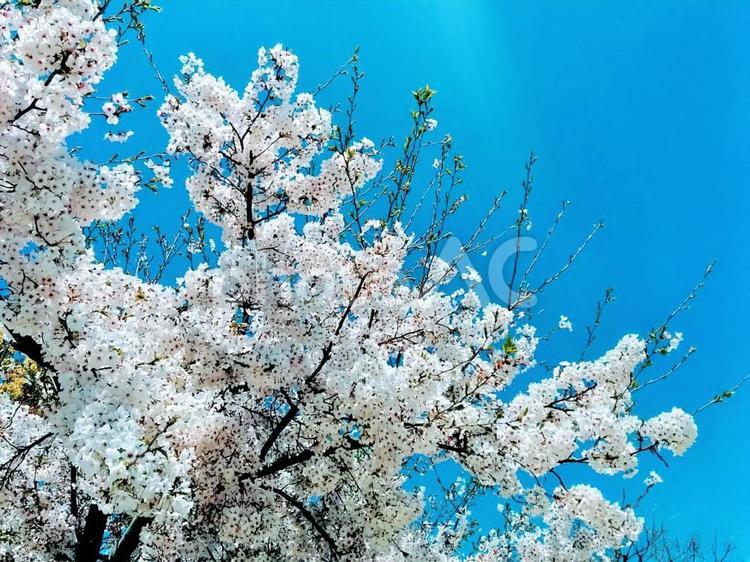 桜96　精神の美　cherryblossoms ソメイヨシノ,そめいよしの,桜の写真素材
