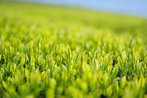 新茶の季節(緑茶) 新茶の季節(緑茶) 新茶,茶,緑茶の写真素材