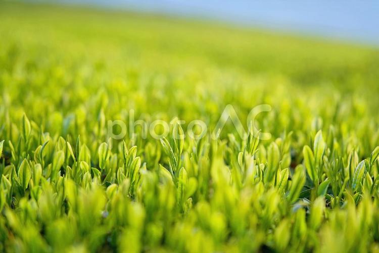 新茶の季節（緑茶） 新茶,茶,緑茶の写真素材