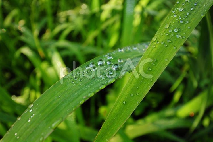雨のあとの草（水滴） 自然,雨,草の写真素材