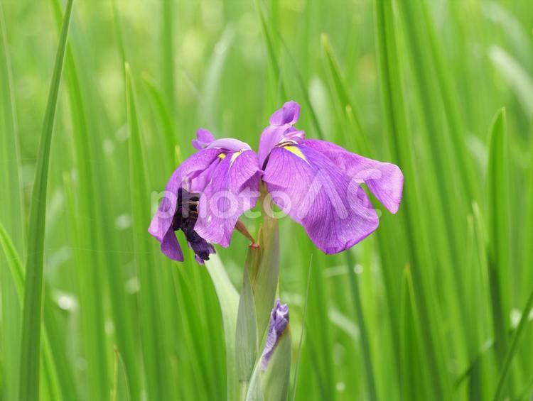 紫の花しょうぶ 花菖蒲,赤堀花しょうぶ園,キレイの写真素材