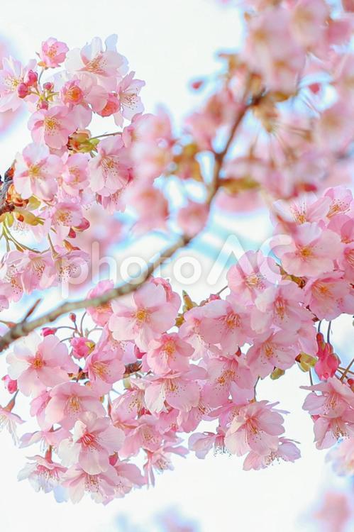 満開の河津桜　春の訪れ 春,桜,河津桜の写真素材