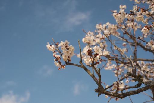 梅の花と青空 梅の花と青空の写真