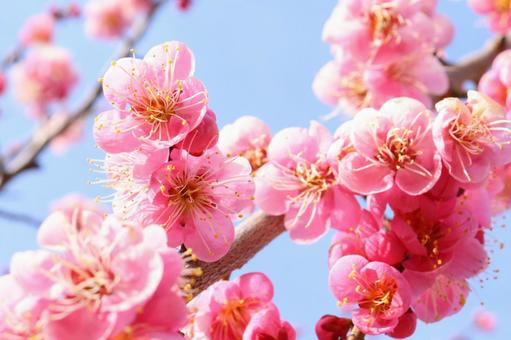 かわいいピンクの梅の花　３ 梅,ピンク,正月の写真素材