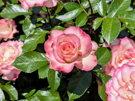 太陽浴びるピンクのバラ 太陽浴びるピンクのバラ 植物,バラ,薔薇の写真素材