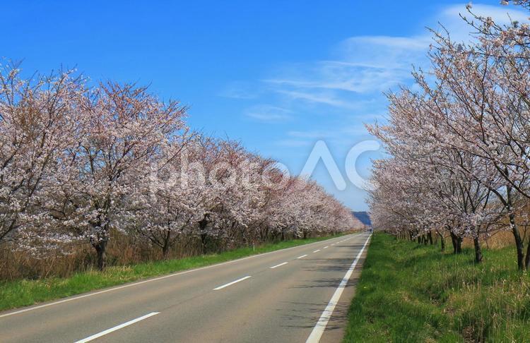 金沢市の桜並木 桜,桜並木,花の写真素材