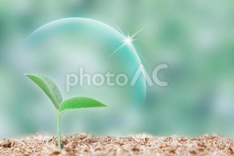新芽の息吹 新芽,芽,芽吹きの写真素材