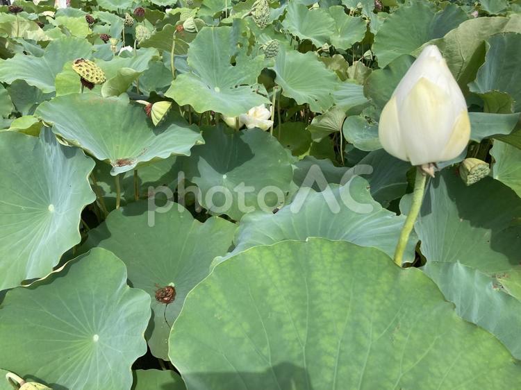 輪王蓮の蕾 蓮,蕾,夏の写真素材
