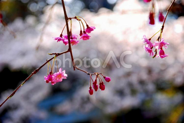 しだれ桜の花とつぼみ 枝垂れ桜,しだれ桜,サクラの写真素材