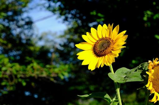 向日葵の花、太陽に向かって 向日葵の花、太陽に向かって 向日葵,花,日差しの写真素材