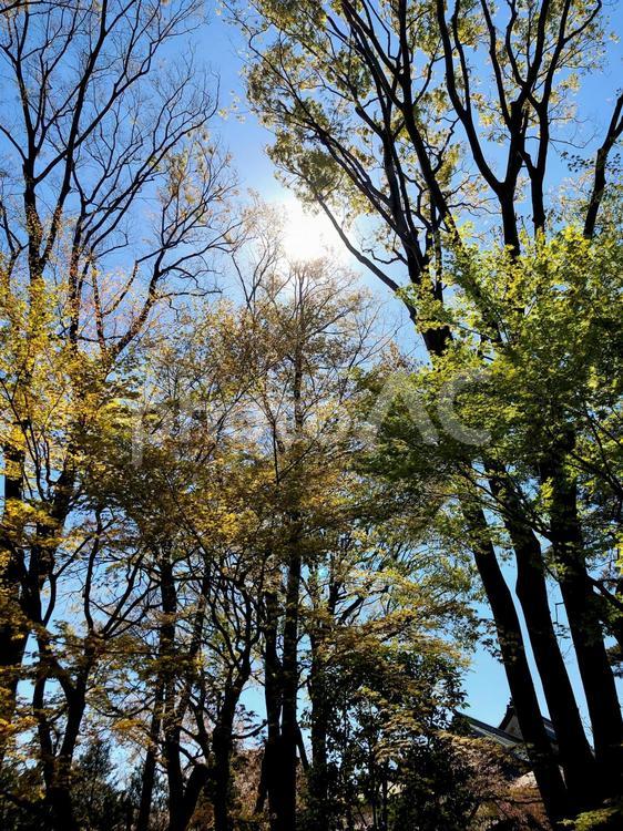 ぐんと伸びた木々素材 樹木,空,光の写真素材