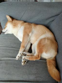 柴犬の可愛い寝姿 柴犬の可愛い寝姿の写真
