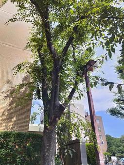 夏のカラス 夏のカラス 木,カラス,夏の写真素材
