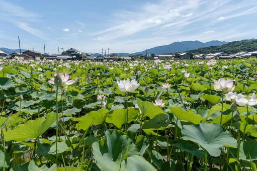 夏空のもと一面に咲く蓮畑と里山の風景 夏空のもと一面に咲く蓮畑と里山の風景 蓮,花,花びらの写真素材