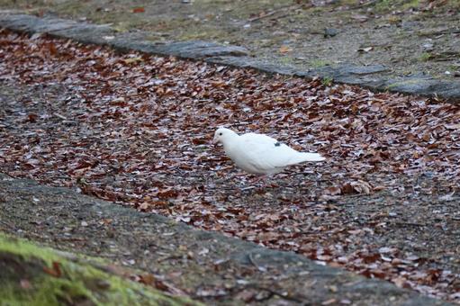 白い鳩がいる公園の風景 白い,鳩,公園の写真素材