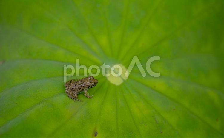 ハスの葉のカエルくん カエル,小さい,かわいいの写真素材