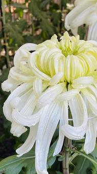 水滴のついた大輪の白い菊の花のアップ 水滴のついた大輪の白い菊の花のアップ キク科,キク属,宿根草の写真素材