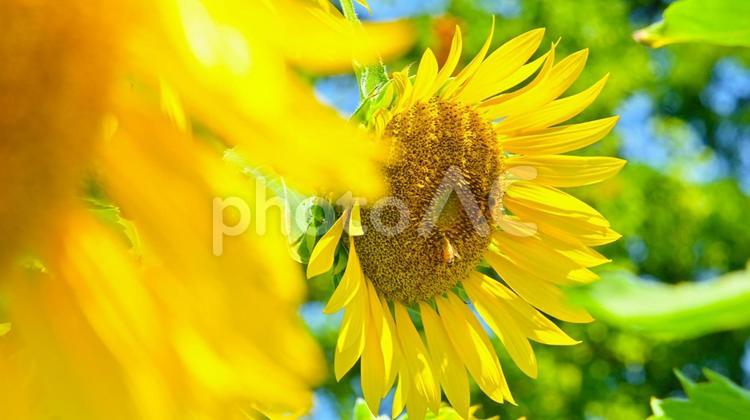 夏のイメージ　ひまわりの花 ひまわり,向日葵,花の写真素材