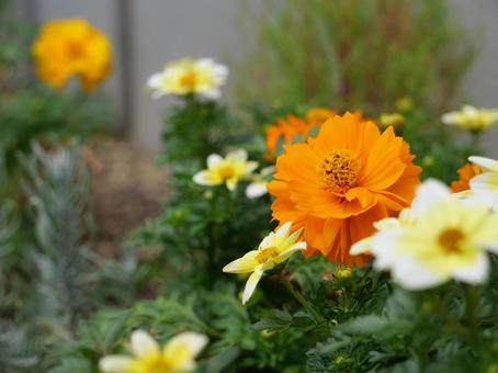 秋の花壇より 秋の花壇より 秋,10月初旬,キバナコスモスの写真素材