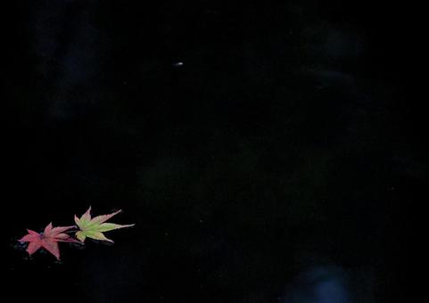 浮かぶ紅葉 浮かぶ紅葉の写真