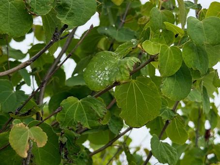 水滴 木,自然,風景の写真素材