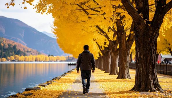 銀杏並木と湖のほとりを歩く男性の写真