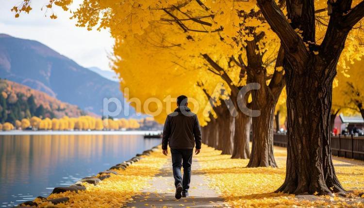銀杏並木と湖のほとりを歩く男性 紅葉,風景,秋の写真素材