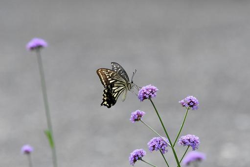 アゲハチョウと花 アゲハチョウ,チョウ,虫の写真素材