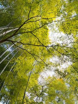 竹 竹,たけのこ,自然の写真素材