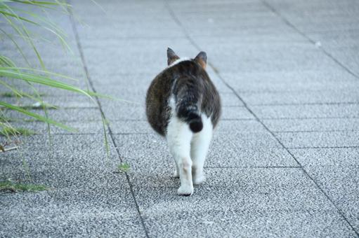 野良猫 柏尾川遊歩道 野良猫 柏尾川遊歩道の写真