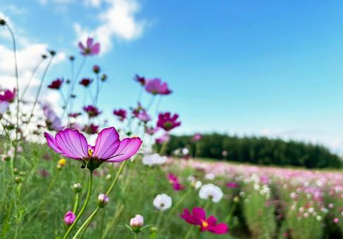 青空とピンクのコスモスの花畑 ワイド 花,秋,コスモスの写真素材