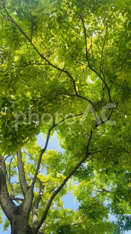 木漏れ日 植物,春,空の写真素材