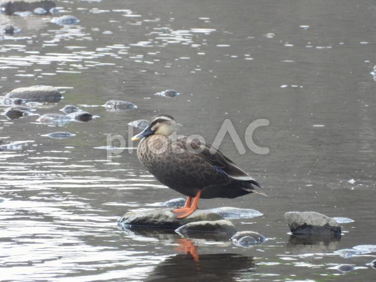 近所の小川で撮ったカルガモ 野鳥,川辺,水鳥の写真素材