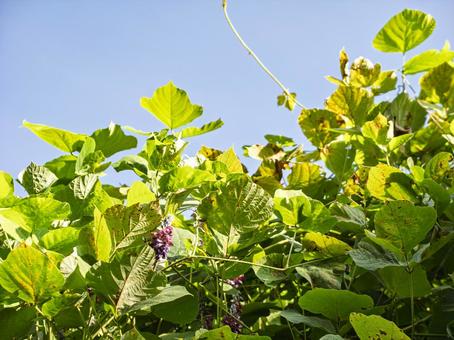 青空に茂る葛の葉と花 青空に茂る葛の葉と花の写真