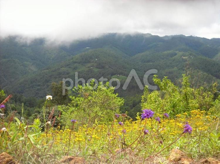 霧がかかる山々と花々（メキシコ） 山,山岳,花の写真素材