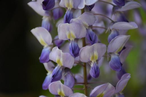 藤の花 アップ 藤の花 アップの写真